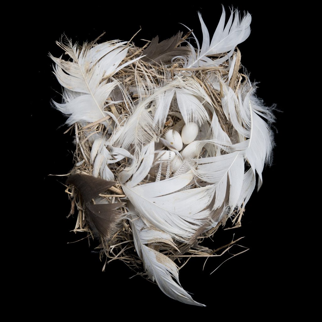 Tree Swallow Nest