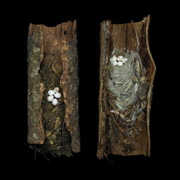 Two Brown Creeper Nests