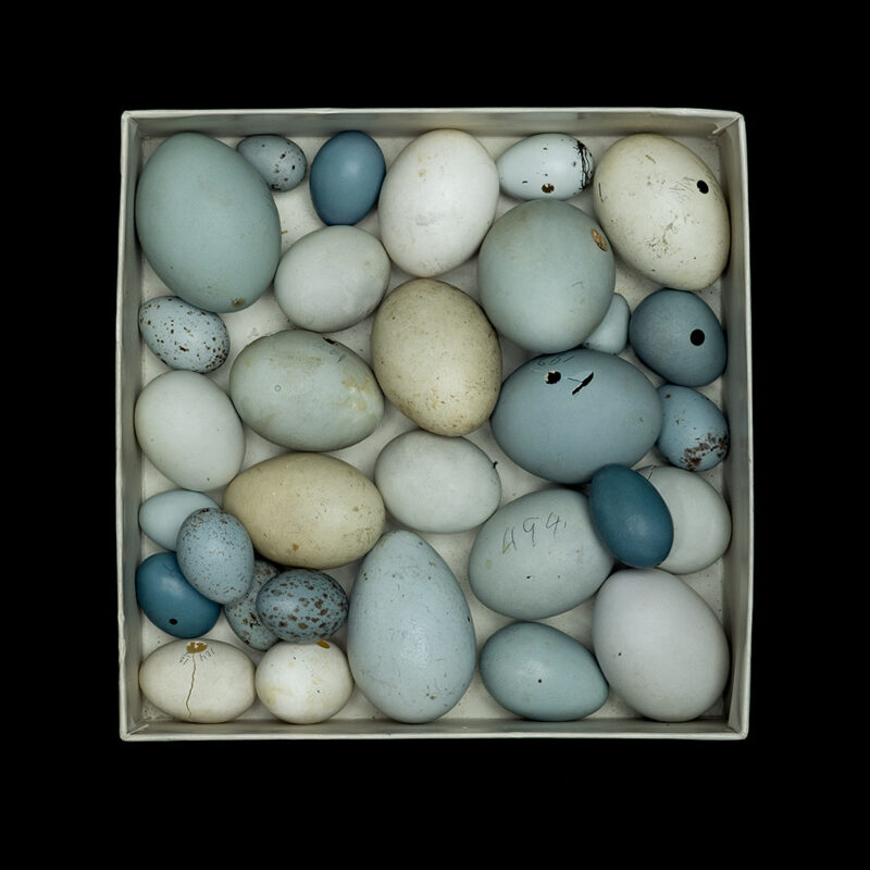 WFVZ Egg Box
