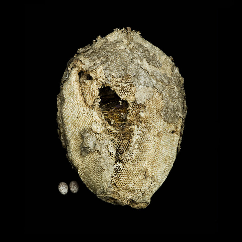 Wild Honey Comb with Golden Masked Tanager Nest inside