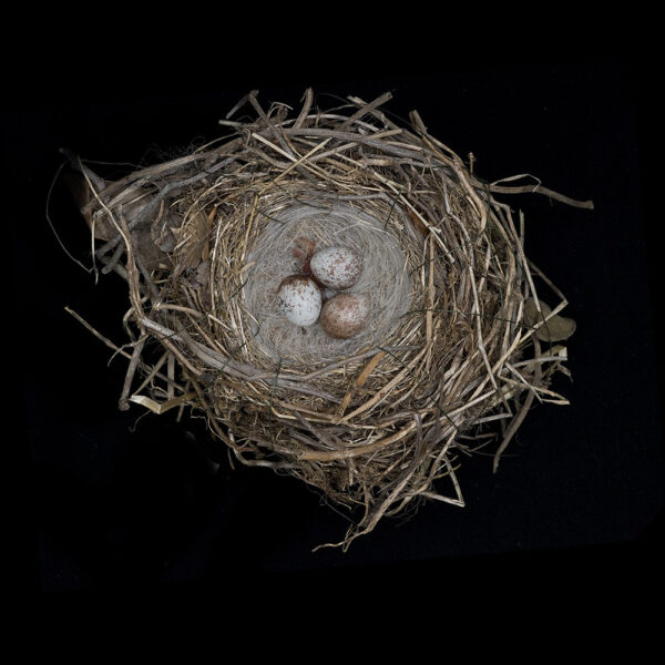 Zonotrichia Leucophrys Nuttalli