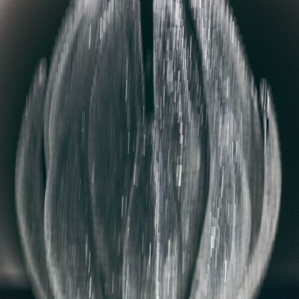 Agave Sconce