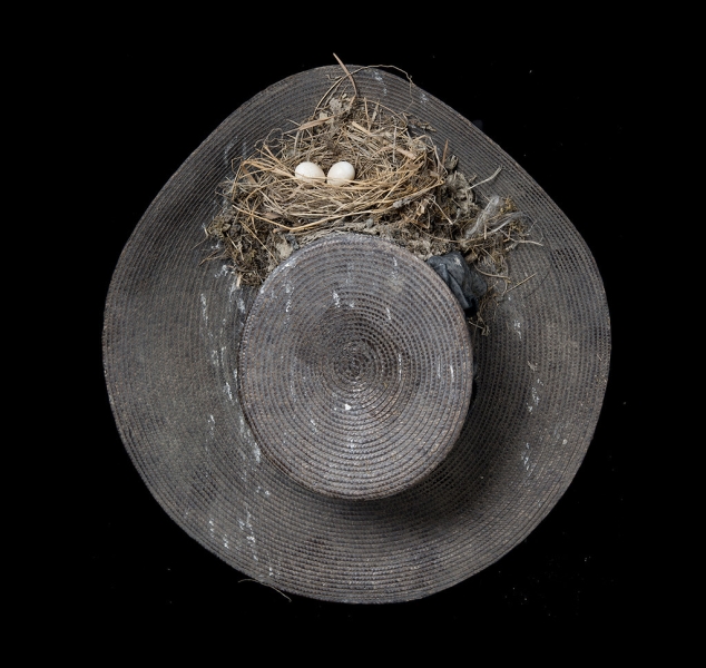 Eastern Phoebe by Sharon Beals