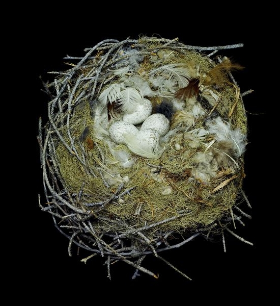 Gray Jay Nest by Sharon Beals