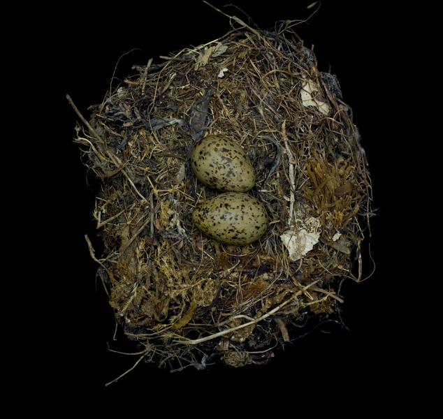 Larus Occidentalis Occidentalis by Sharon Beals