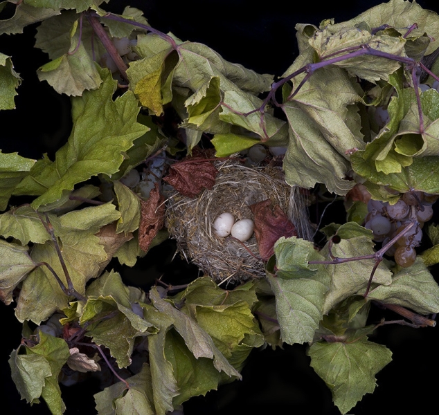 Lesser Goldfinch by Sharon Beals