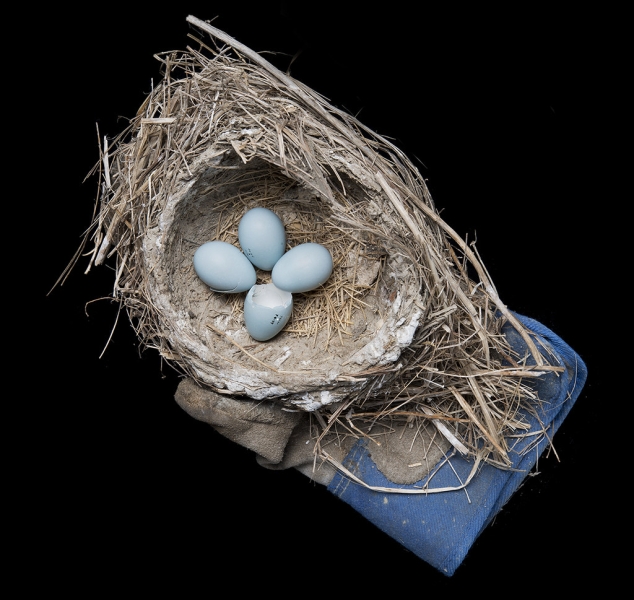 Robin Nest by Sharon Beals