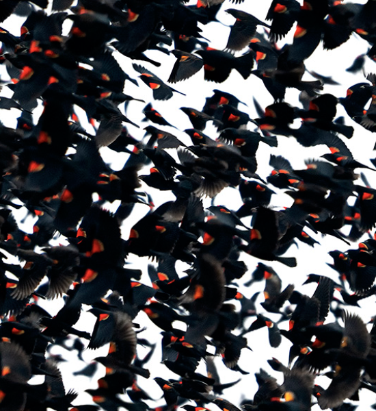 Blackbird Murmuration by Sharon Beals