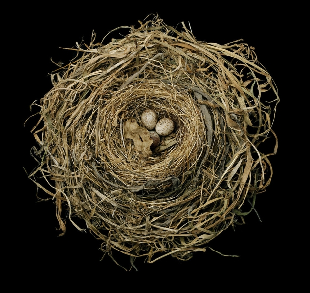 Song Sparrow Nest by Sharon Beals