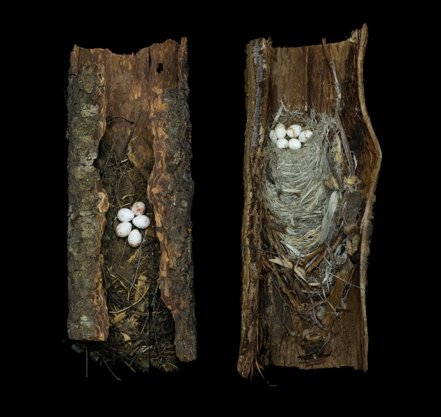 Two Brown Creeper Nests by Sharon Beals