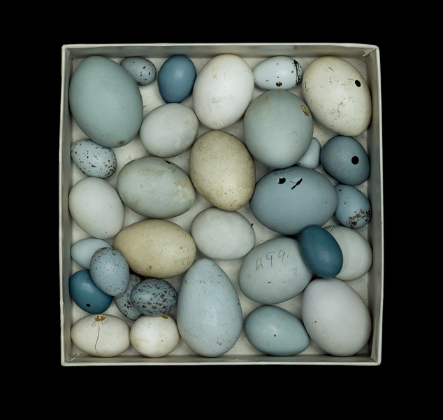 WFVZ Egg Box by Sharon Beals