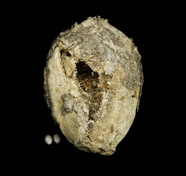 Wild Honey Comb with Golden Masked Tanager Nest inside by Sharon Beals